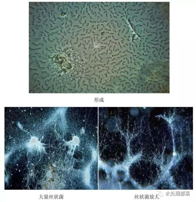高清丨污水处理微生物图谱