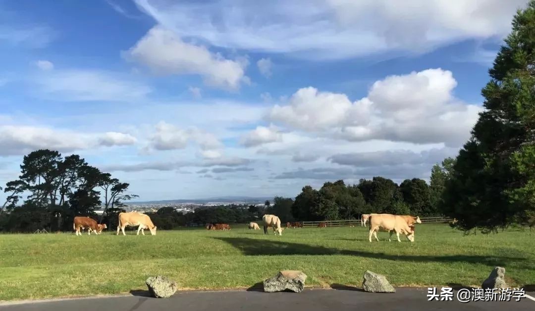 新西兰游学冬令营两周费用,新西兰游学团推荐
