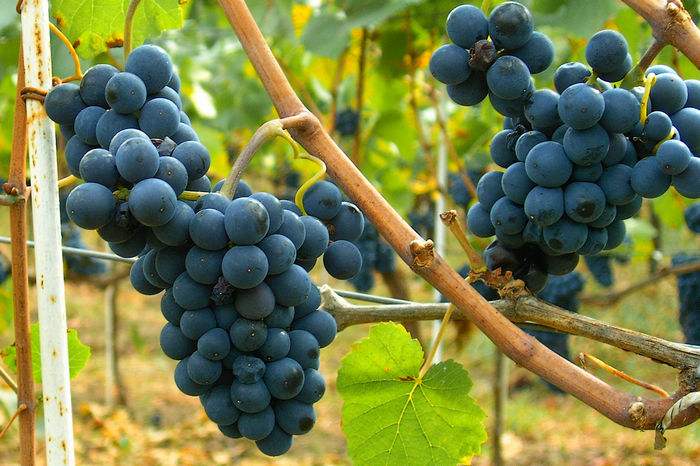 美国葡萄酒的产区有哪些,葡萄酒主要产区