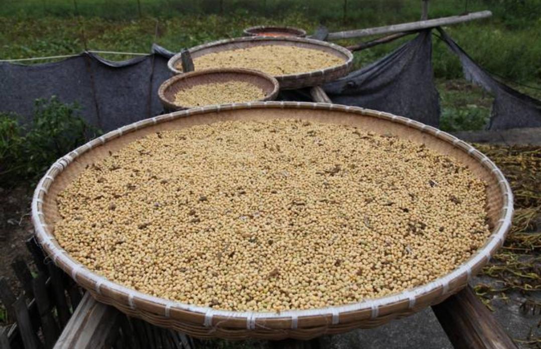 怎样种植黄豆发芽,如何正确的播种黄豆