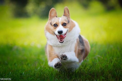 有几种大耳朵狗,大耳朵狗有什么特征