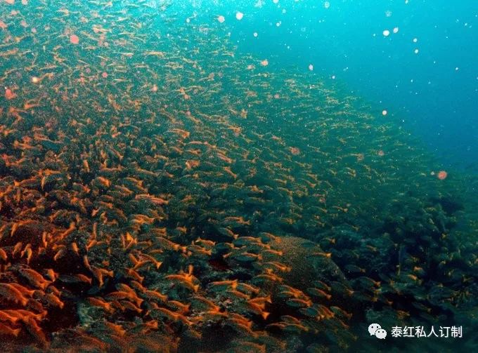 世界最美的潜水胜地,世界前十的深潜胜地