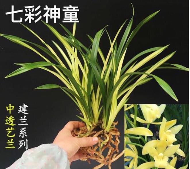 中国兰花之乡有哪些?为何云南独占7个?