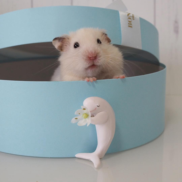 仓鼠试吃肥宅快乐水,因味道太好表示还要喝,但主人坚决不喂