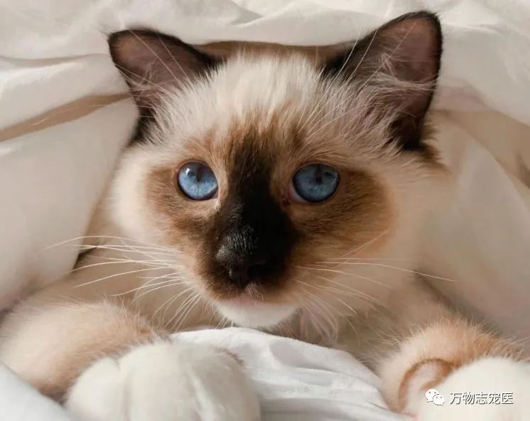 自从养了猫之后早上不想吃饭,自从养了猫之后总是失眠