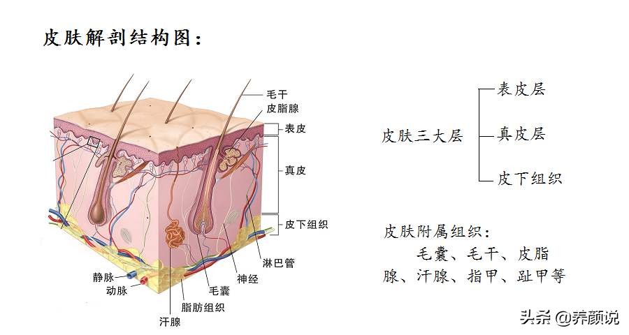 皮肤松弛、出现抬头纹，护肤品只可以控制，但这几项可以彻底解决