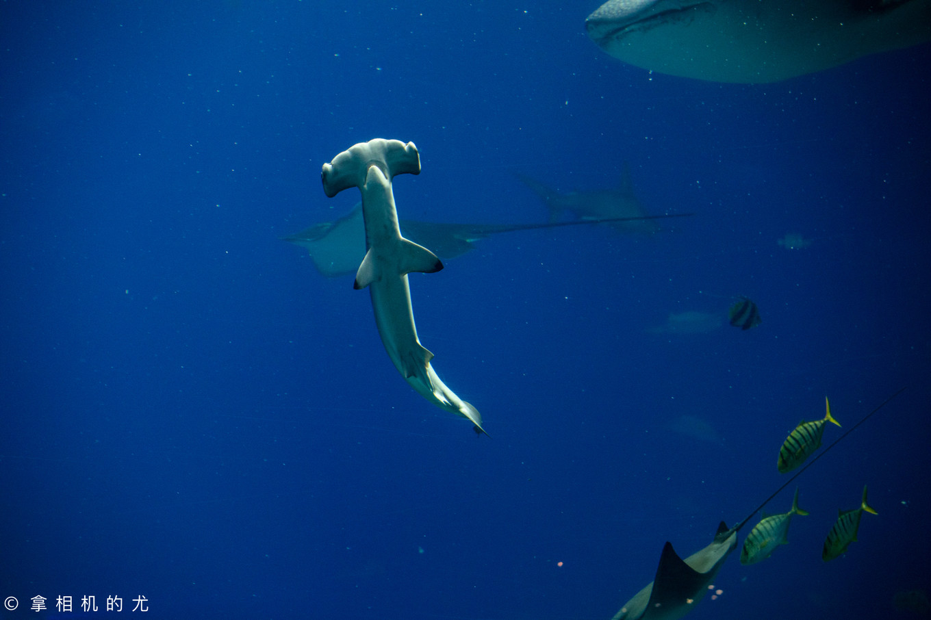 珠海横琴长隆海洋王国游玩全攻略,珠海长隆海洋王国跟香港海洋公园