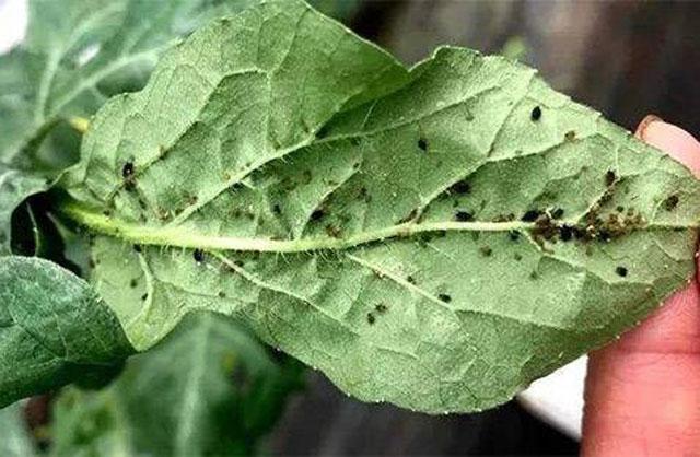 西瓜蚜虫防治最佳药剂,西瓜的蚜虫打不死用什么农药