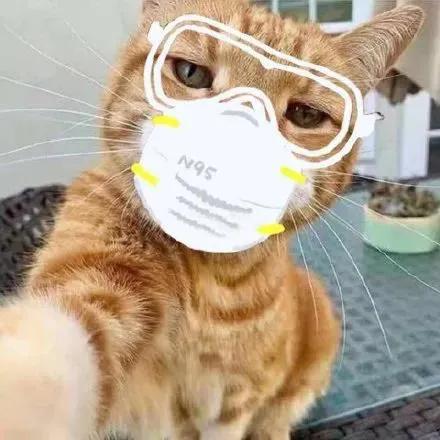 过年回家15天留守猫咪怎么办,主人回家过年猫咪独自等候