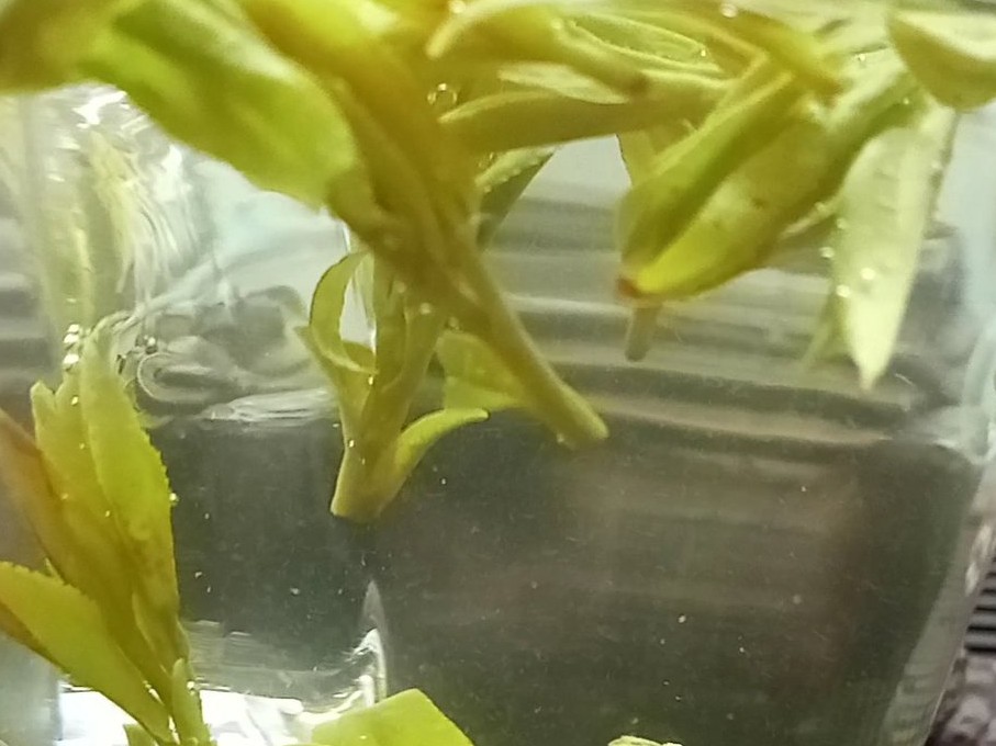 西湖龙井茶哪个品牌口碑好,西湖龙井正宗品牌有哪些