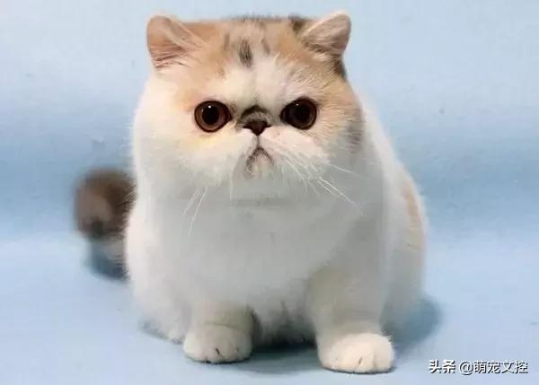 盘点顶级宠物,最贵的宠物猫是什么品种