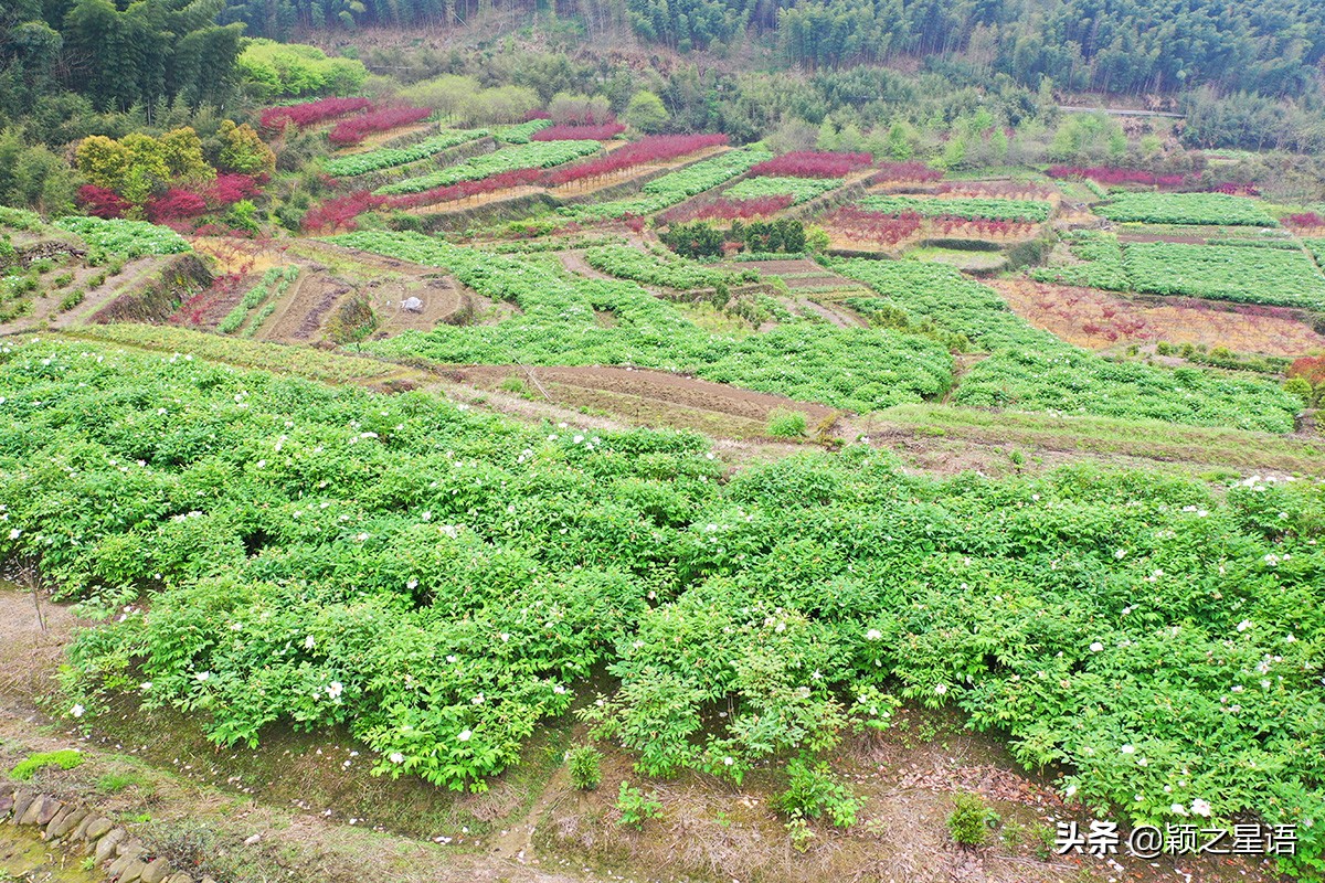 宁波牡丹花园有哪些,宁波古今牡丹园