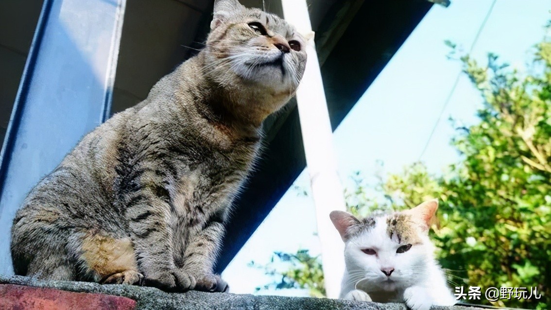 世界上最适合吸猫的城市,吸猫必去的十个地方