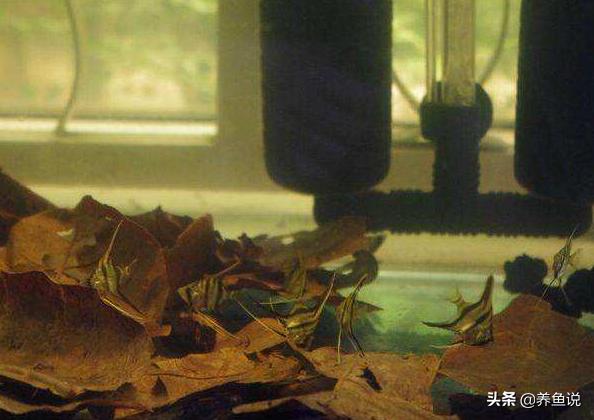 如何改变鱼缸水质酸碱度,鱼缸水质差怎么调理