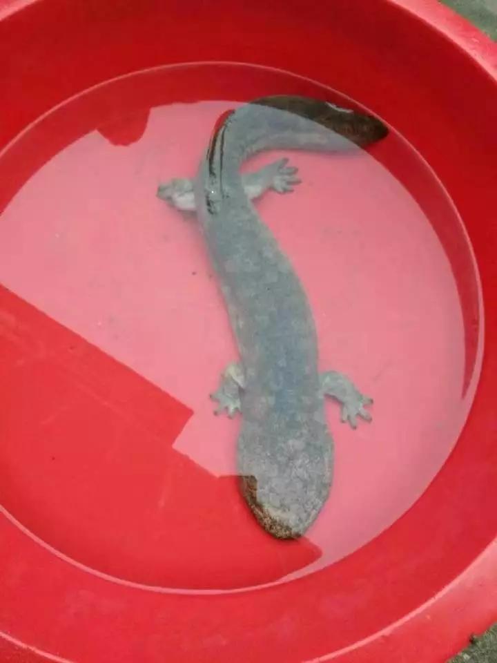 还没看《神奇动物在哪里》?没关系,你错过的神奇动物都在这里