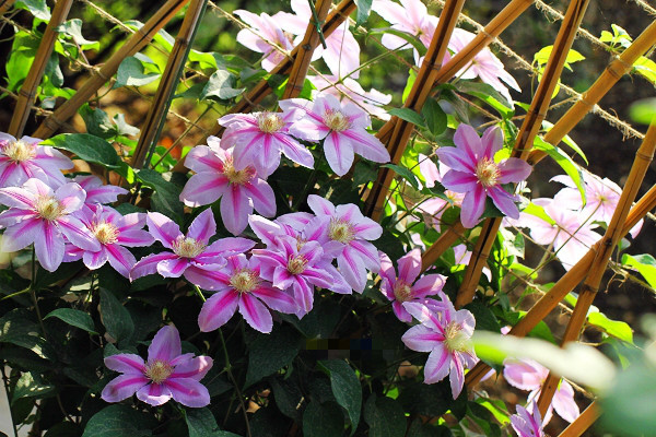 一棵就能爬满墙?这波操作服了