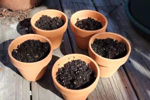 花卉养的土特别硬怎么回事,种植物的土太硬怎么回事