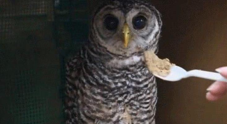 猫头鹰自古以来都是不祥之鸟,猫头鹰不祥的鸟