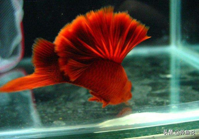 喂观赏鱼活食好还是饲料好？“养鱼说”给这争议画上一个句号