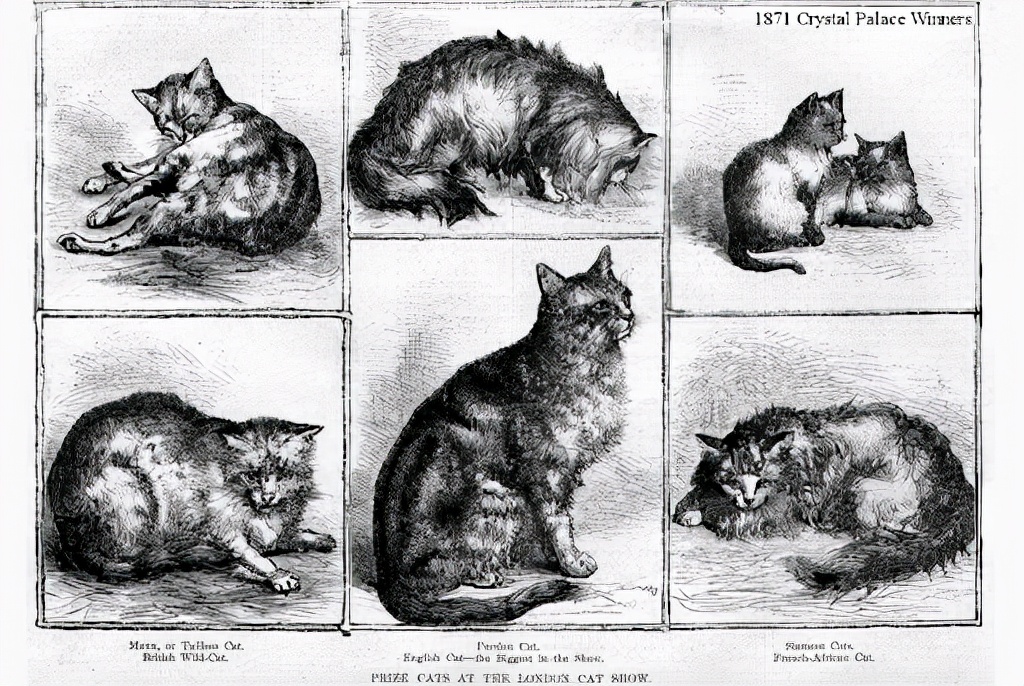 人类驯服了猫还是猫征服了人类,为什么人类驯化了狗驯化不了猫