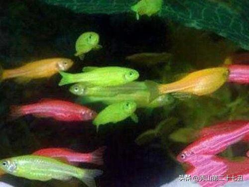 世界上最漂亮的鱼第一名,世界上最美的孔雀鱼