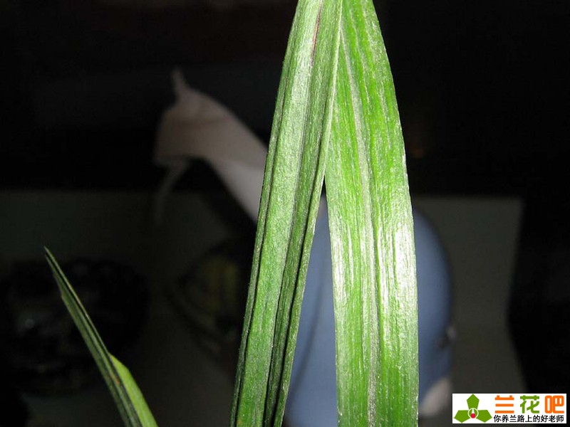 兰花皮草,皮草兰花