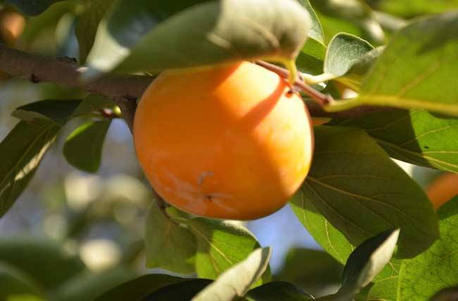 柿子坐果不好全落果是怎么回事,柿子现在大量落果用什么药能治