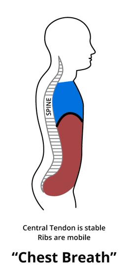 怎么能快速治疗肋骨外翻,如何矫正肋骨外翻