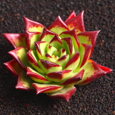 100种常见多肉植物图鉴收藏,1000种多肉植物图鉴及名字