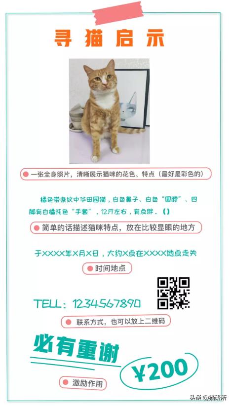 猫咪弓形虫对猫的危害,猫奴弓形虫