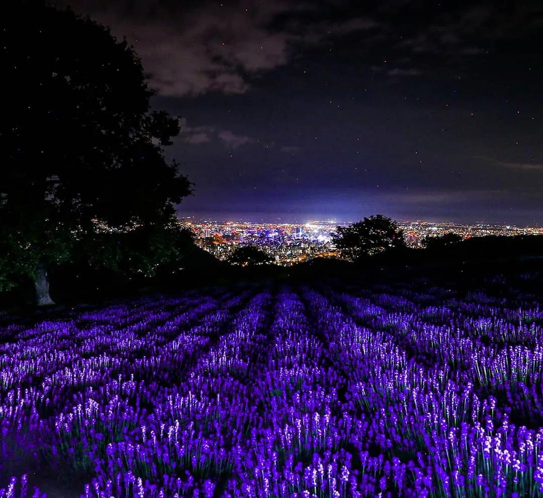 北海道的雪有多美,北海道到底有多吸引人
