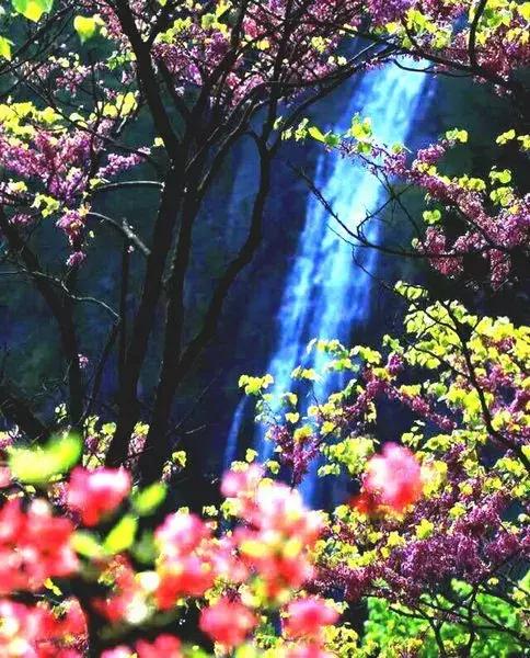 安徽春天去哪看花,安徽春天赏花攻略景点推荐