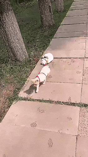 开心一刻gif下雨天,搞笑gif笑到肚子疼意外瞬间特辑