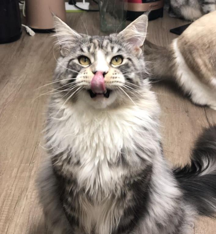 温柔的巨人猫视频,温柔的巨人布偶猫