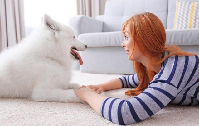 雪橇三傻萨摩耶如何训练抓野兽,萨摩耶雪橇三傻
