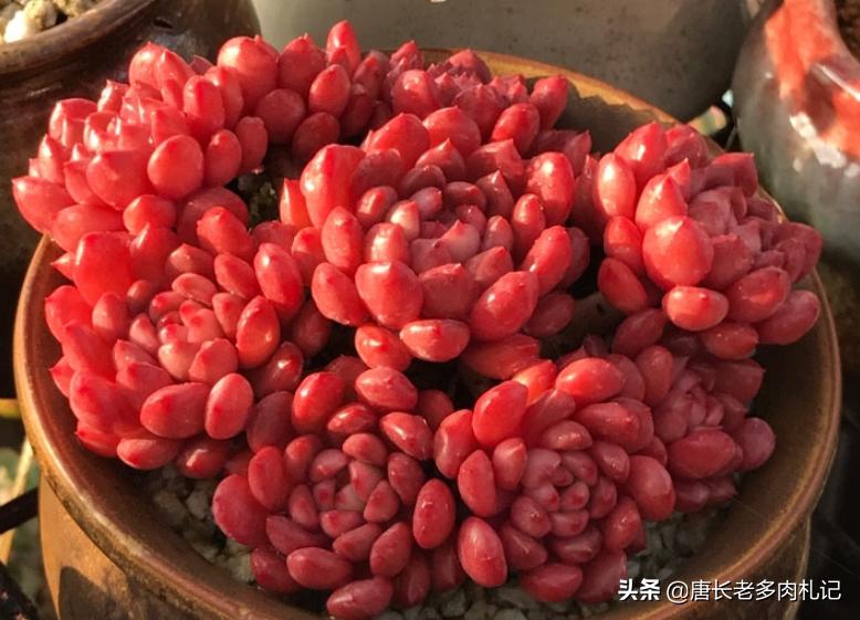 红宝石多肉什么时候换盆,多肉红宝石多长时间换一次盆