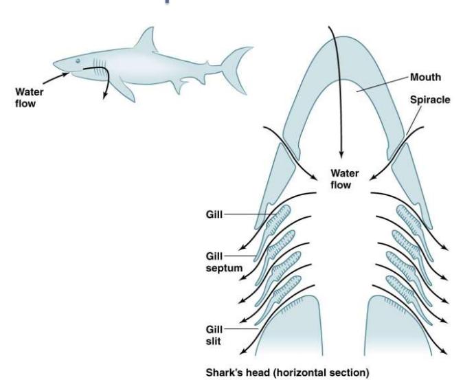 怎么淹死一条鱼,科普冷知识之怎么淹死一条鱼