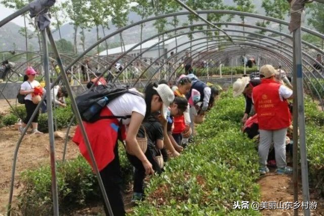 茶基地研学旅行,济南研学茶文化