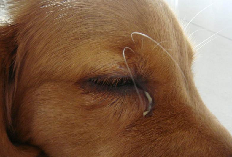 金毛幼犬眼睛总是有眼屎是怎么了,金毛眼屎多还吐了怎么回事
