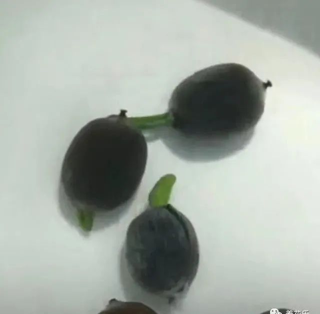 碗莲能养小鱼吗,一缸碗莲养几条小鱼