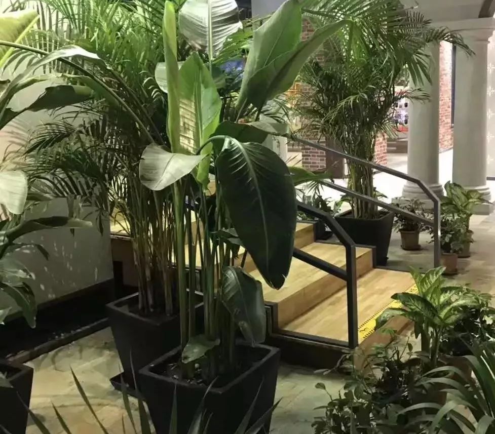 大连买花到哪里,大连网络买花花店