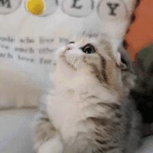 面对宠物的离去我们能做什么,怎么面对宠物离去的悲伤