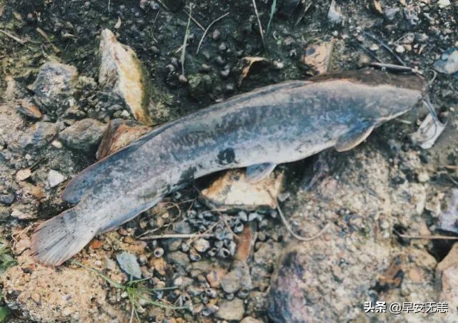 塘鲺鱼的克星,鱼塘塘鲺鱼钓饵