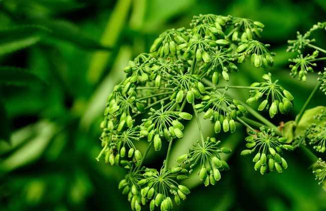 红楼梦大观园你不知道的秘密,红楼梦蘅芜苑中主要有什么植物