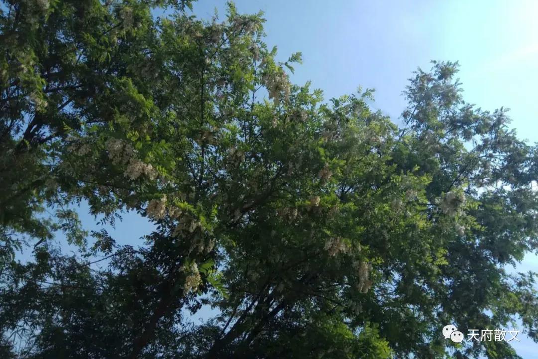 又是遍野槐花香,一季槐花香