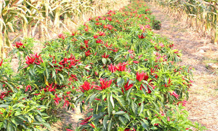 粉虱防治,六条建议
