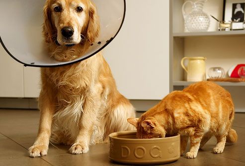 狗吃猫粮什么副作用,狗狗可以吃猫粮吗纯粮