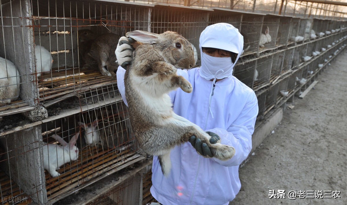 一个办法，解决冬天兔子饮水问题，长膘快，产仔多，一年多挣1000