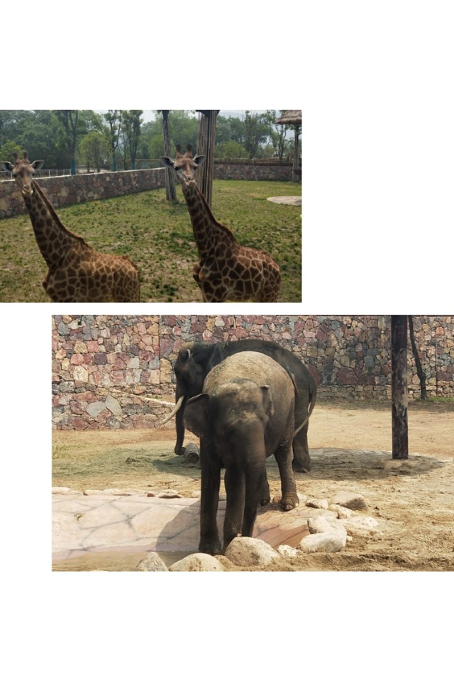 南京紫清湖野生动物世界春节,紫清湖野生动物世界飞越金陵