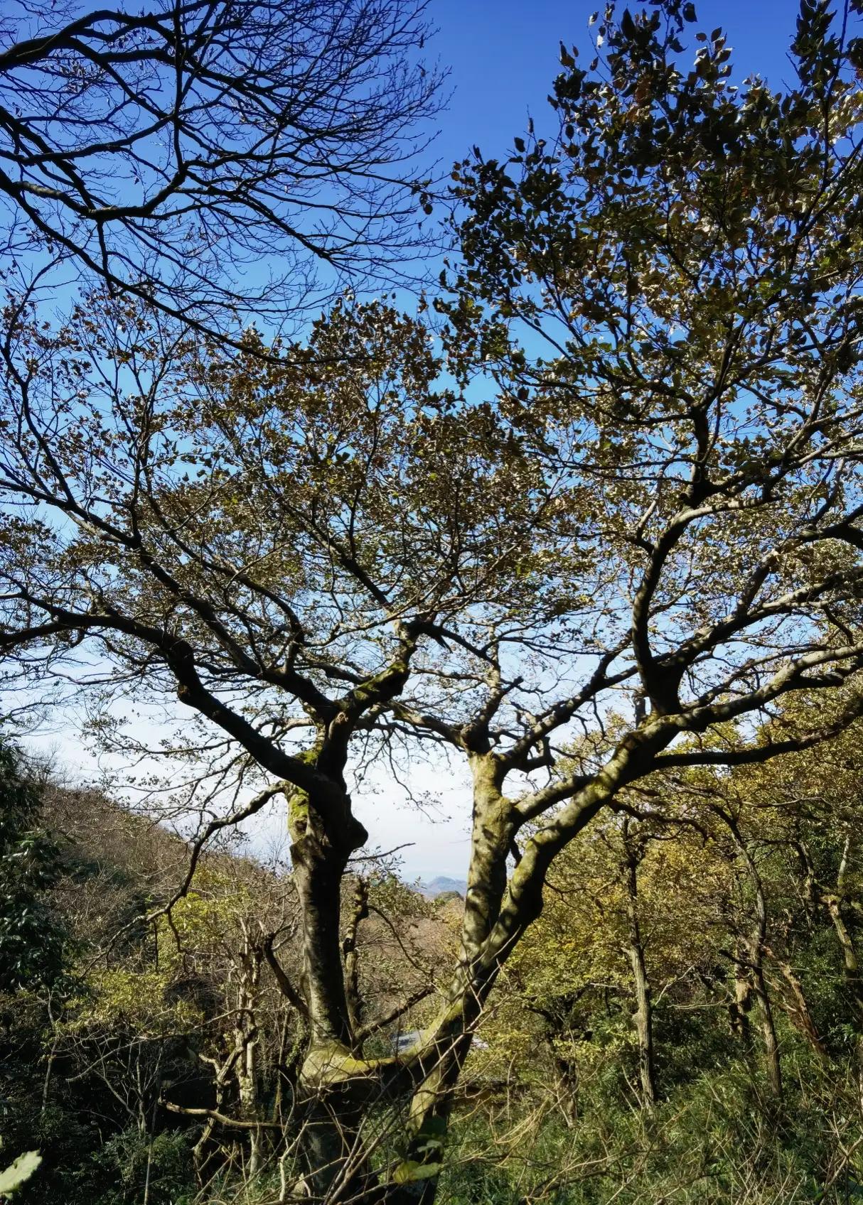 五岳独秀,五岳独秀图文